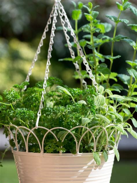 th?q='Creating a Hanging Herb Garden' image